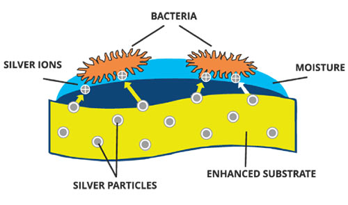 Germ-free-Bacteria