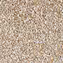BEACH STONE BEIGE Glazed Vitrified Tiles