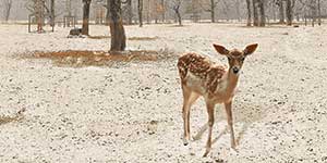 DEER FOREST HL-2.1 GL