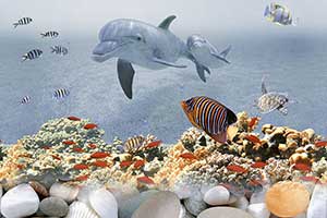 CORAL DOLPHIN HL2