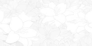 ORCHID PINK LT