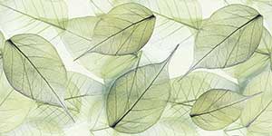 GREEN LEAF PDR