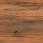 AMAZONE WOOD BROWN MTW Vitrified Tiles