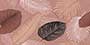 AMELIA TERRACOTTA DECOR VRCKR Vitrified Tiles