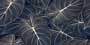 ELITE MAGIC FLORAL VHG Vitrified Tiles