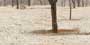 DEER FOREST HL-1 GL Ceramic Tiles