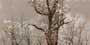 DEER FOREST HL-1.2 GL Ceramic Tiles