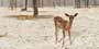 DEER FOREST HL-2 GL Ceramic Tiles