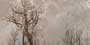 DEER FOREST HL-2 GL Ceramic Tiles