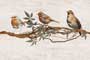 RESTING BIRDS HL-R GL Ceramic Tiles