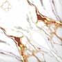 DIVINA GL Ceramic Tiles