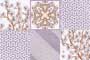 PANAMAS HL2 GL Ceramic Tiles
