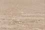 DIANA BROWN GL Ceramic Tiles