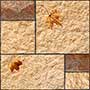 MAPPLE WHEAT Vitrified Tiles