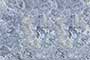 MACAUBA AZUL GL Ceramic Tiles