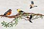 RESTING BIRDS HL1 GL Ceramic Tiles