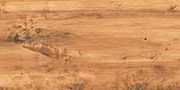 WONDER WOOD Glazed Vitrified Tiles