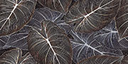 SUPRA BLACK Vitrified Tiles