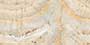 ANANT CRESTAL EXO Vitrified tiles Tiles