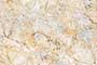 BRECCIA BUFF PO REC Vitrified Tiles